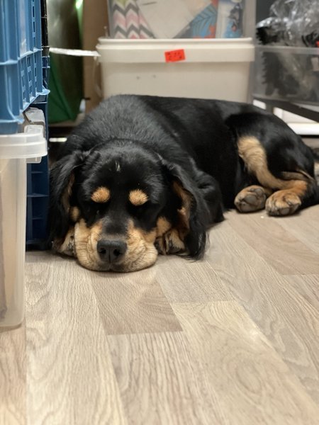 Просто Сладур